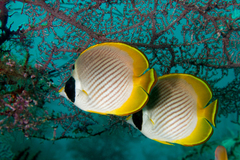 Chaetodon adiergastos