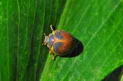 Adira obscurocincta