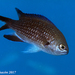 Mediterranean Damselfish - Photo (c) whodden, some rights reserved (CC BY-NC), uploaded by whodden