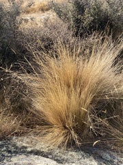 Festuca novae-zelandiae