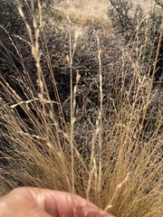 Festuca novae-zelandiae