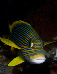 Plectorhinchus polytaenia