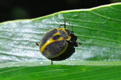 Epilachna clandestina