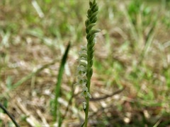 Spiranthes brevilabris