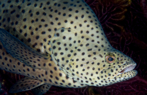 Humpback Grouper