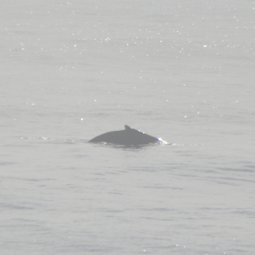 Humpback Whale photographed in North Carolina