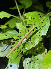Ocnophiloidea regularis