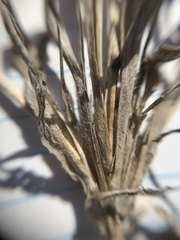 Panicum flexile