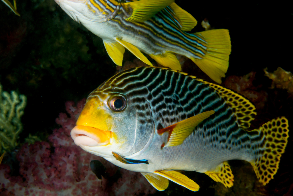 Geelband-zoetlipvis (Plectorhinchus lineatus) — Haemulidae