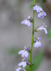 Lobelia