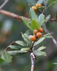 Ilex opaca arenicola