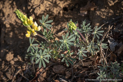 Lupinus luteolus