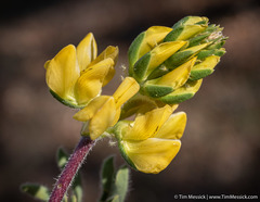 Lupinus luteolus