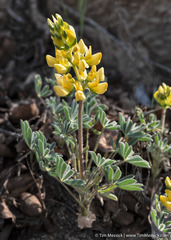 Lupinus luteolus
