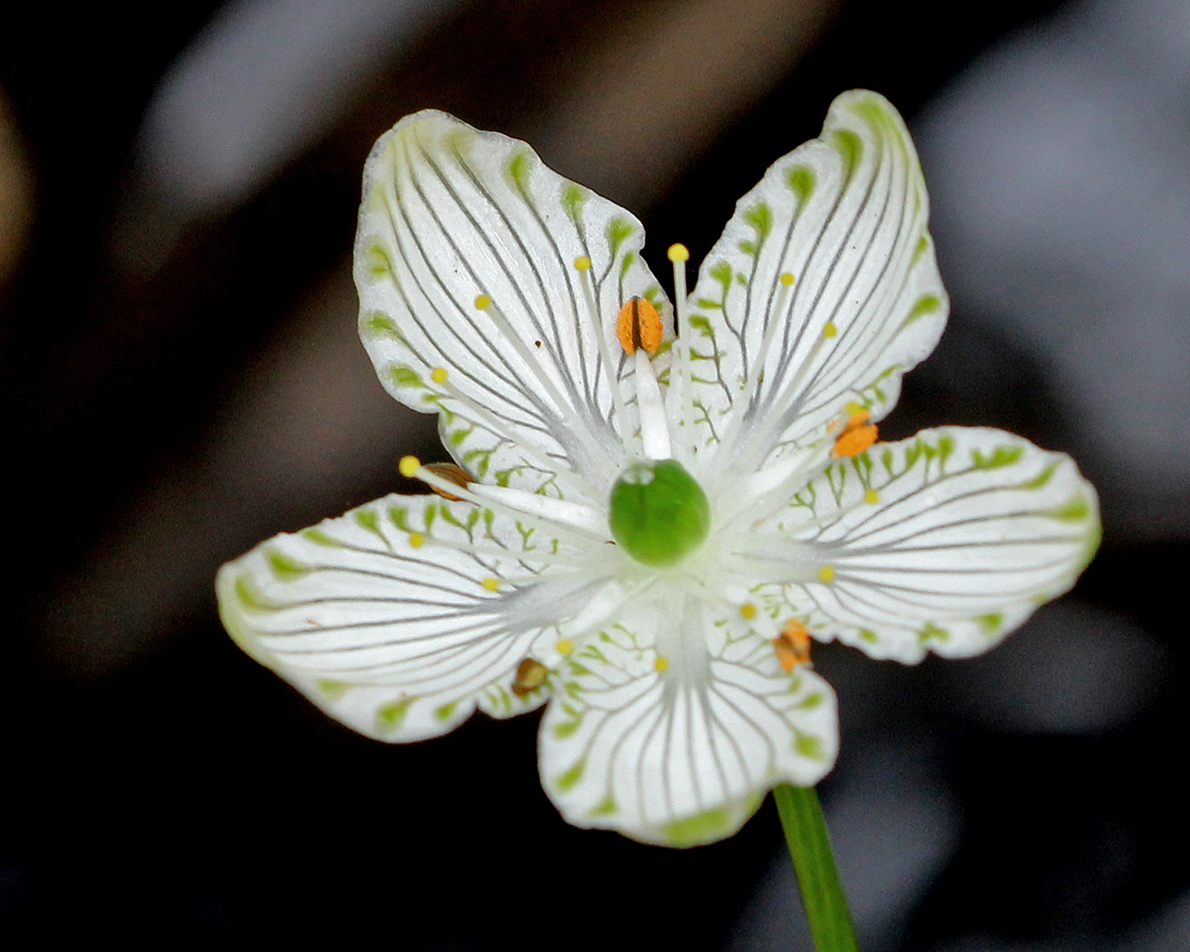 Parnassia