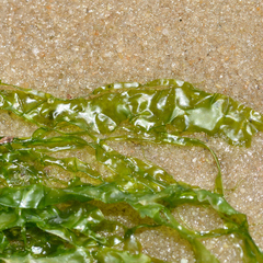 Ulva fasciata