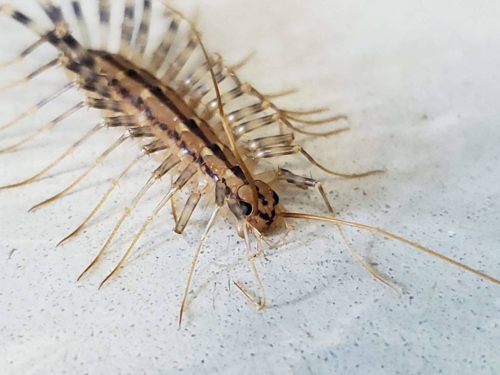 House Centipede from Erie County, NY, USA on August 16, 2019 at 10:55 AM by Kyle Lambert ...