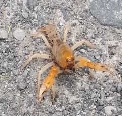 Engaeus hemicirratulus