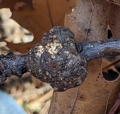 Callirhytis quercuscornigera