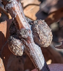 Callirhytis quercuscornigera