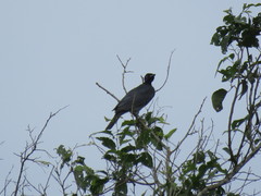 Gymnoderus foetidus