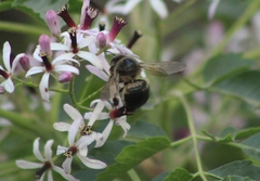 Xylocopa tabaniformis pallidiventris