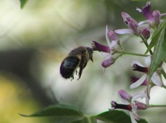 Xylocopa tabaniformis pallidiventris