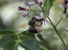 Xylocopa tabaniformis pallidiventris