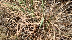Andropogon cretaceus
