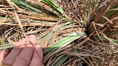 Andropogon cretaceus