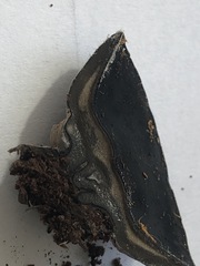 Pseudosarcosoma latahense