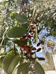 Struthanthus interruptus