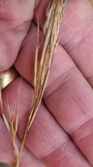 Andropogon cretaceus