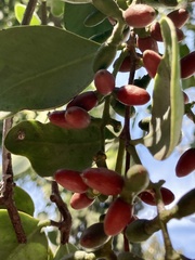 Struthanthus interruptus