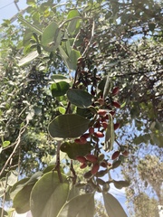 Struthanthus interruptus