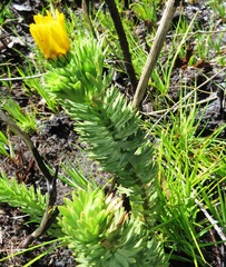 Ursinia caledonica