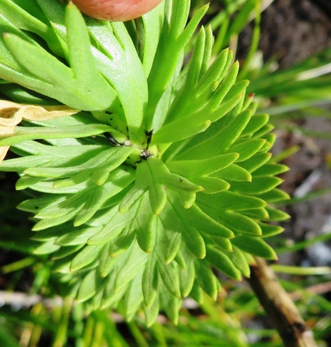 Image of Ursinia caledonica by (c) linkie, some rights reserved (CC BY)