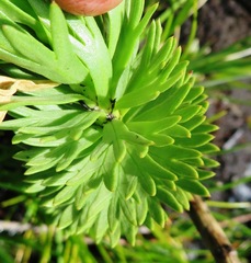 Ursinia caledonica