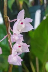 Dendrobium linguella
