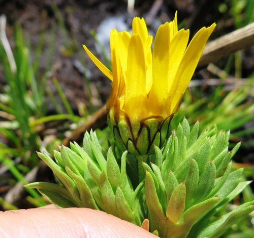 Image of Ursinia caledonica by (c) linkie, some rights reserved (CC BY)