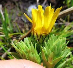 Ursinia caledonica