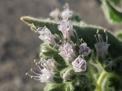 Phacelia palmeri