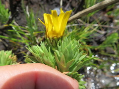 Ursinia caledonica
