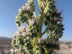 Phacelia palmeri