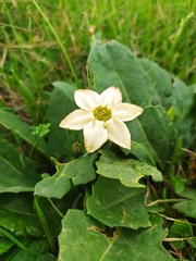 Jaborosa runcinata