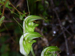 Pterostylis obtusa