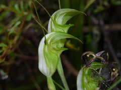 Pterostylis obtusa
