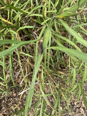 Carmichaelia williamsii