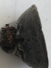 Pseudosarcosoma latahense