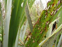 Ichneutica steropastis